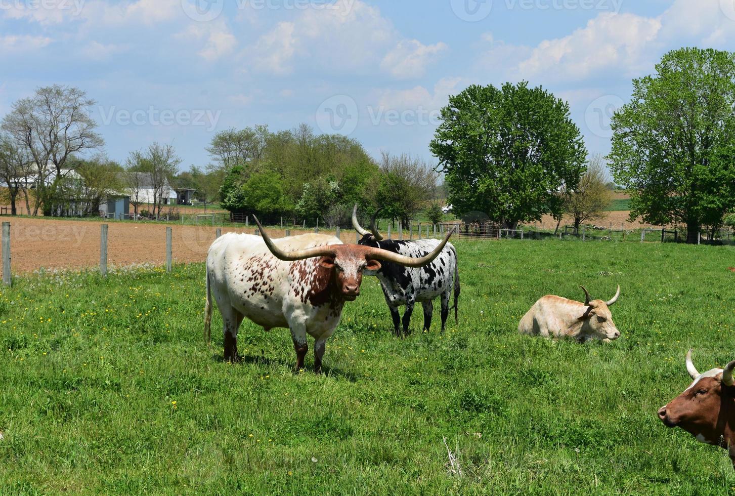 Pennsylvania Farm with Longhorn Cows Standing in  a Pasture photo