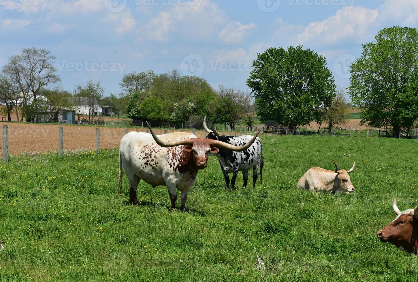 Cows with Longhorns in a Field on a Spring Day photo