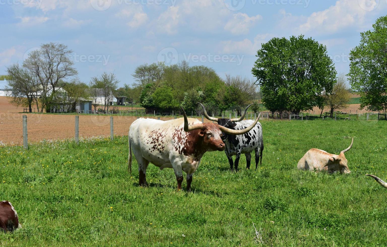 Longhorns Cows on a Farm in Lancaster County Pennsylvania photo