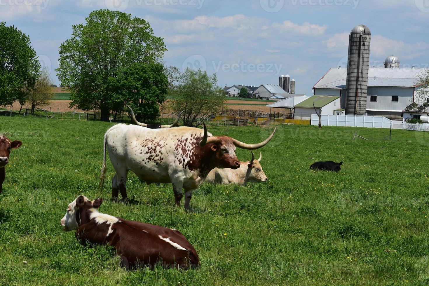 Granja con ganado descansando en un campo grande en Pensilvania foto