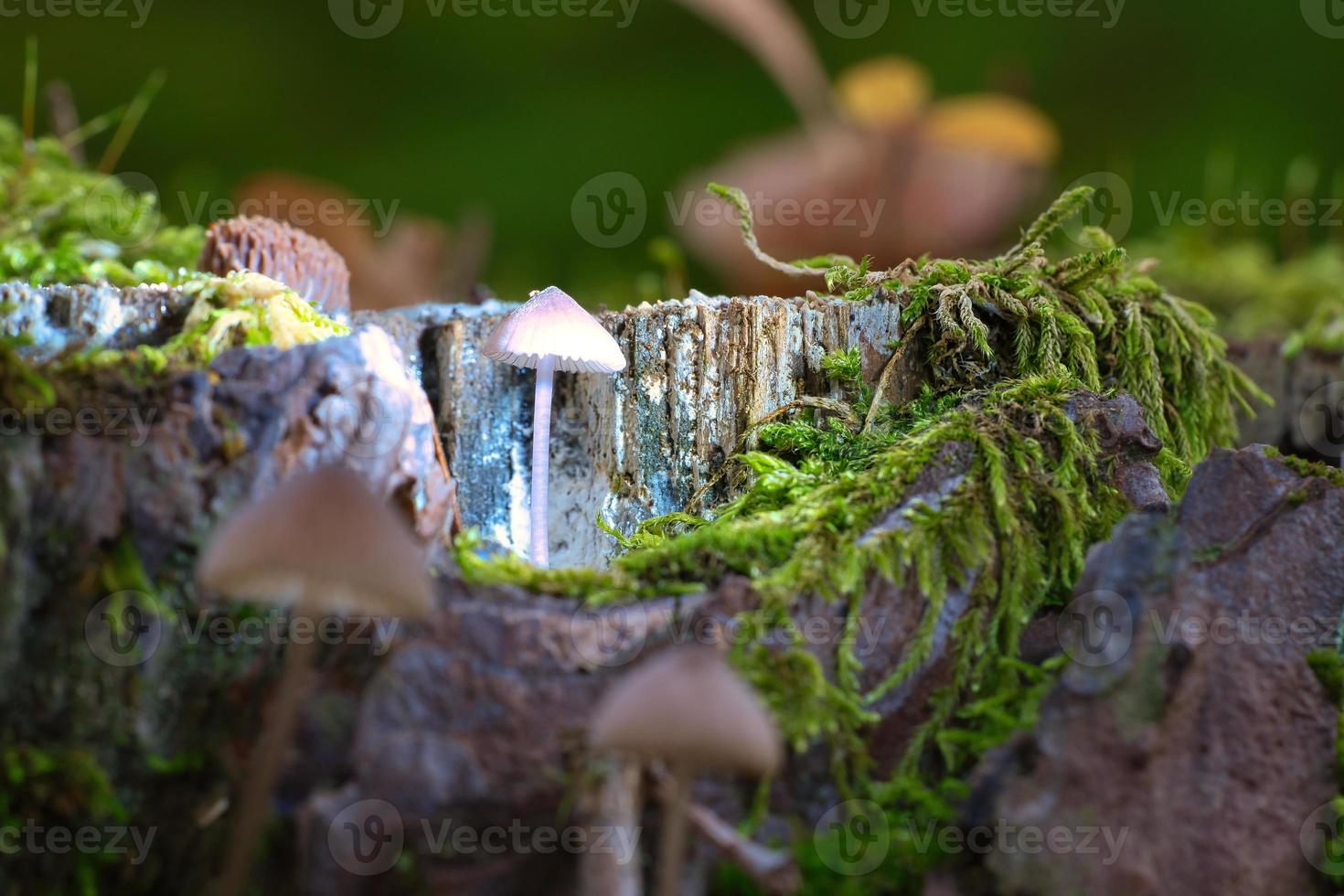 a filigree small mushroom in a tree root, with light spot in the forest. Forest photo