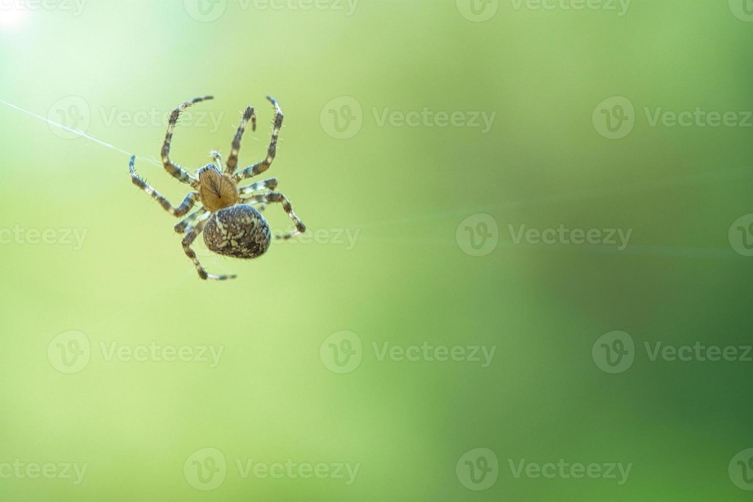 Cross spider crawling on a spider thread. Halloween fright. Blurred background. photo