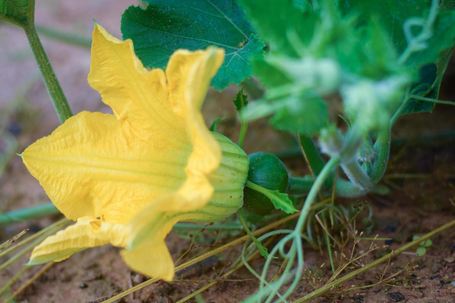 pumpkin and pumpkin flower agriculture concept photo