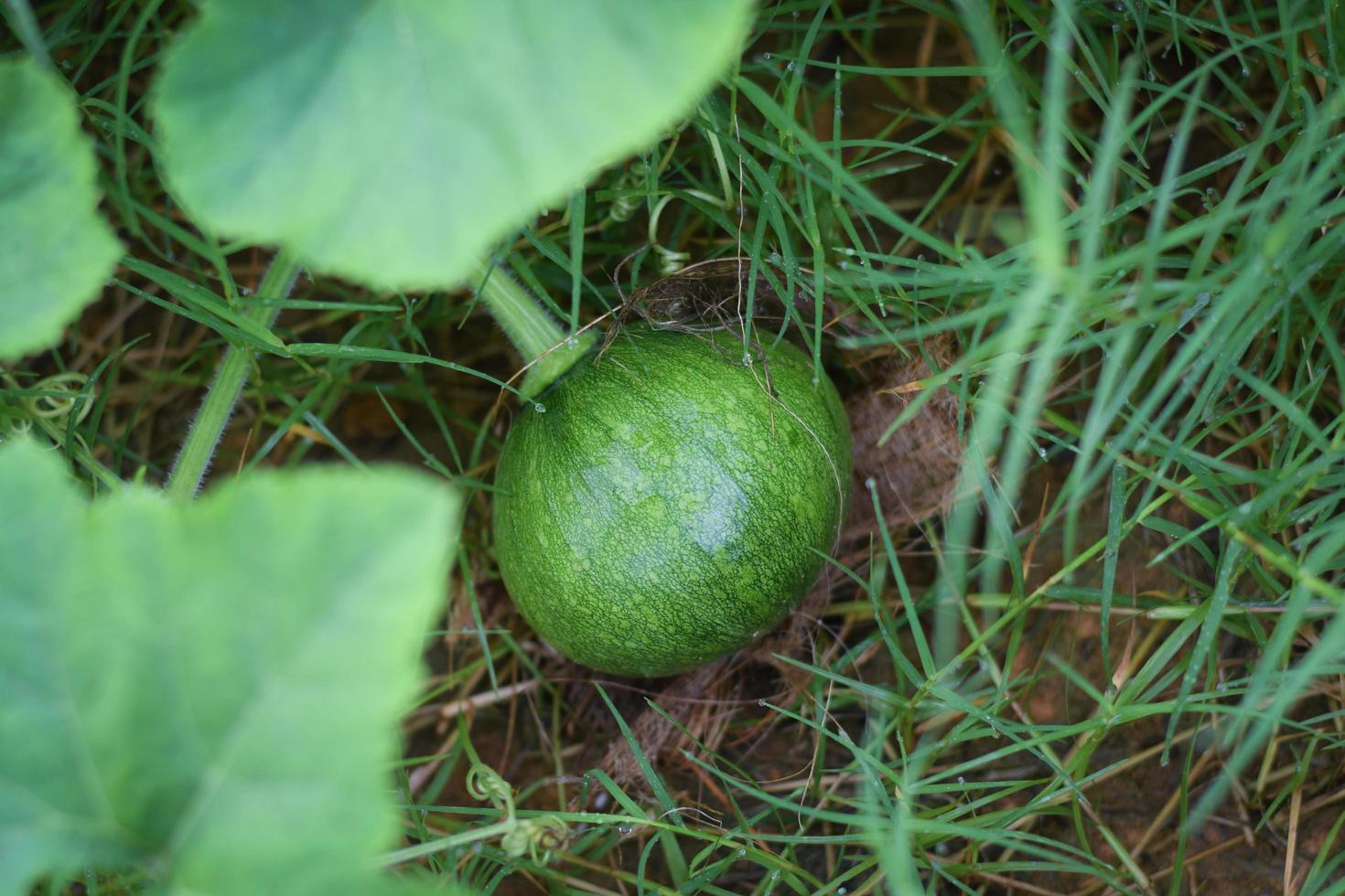 pumpkin and pumpkin flower agriculture concept photo