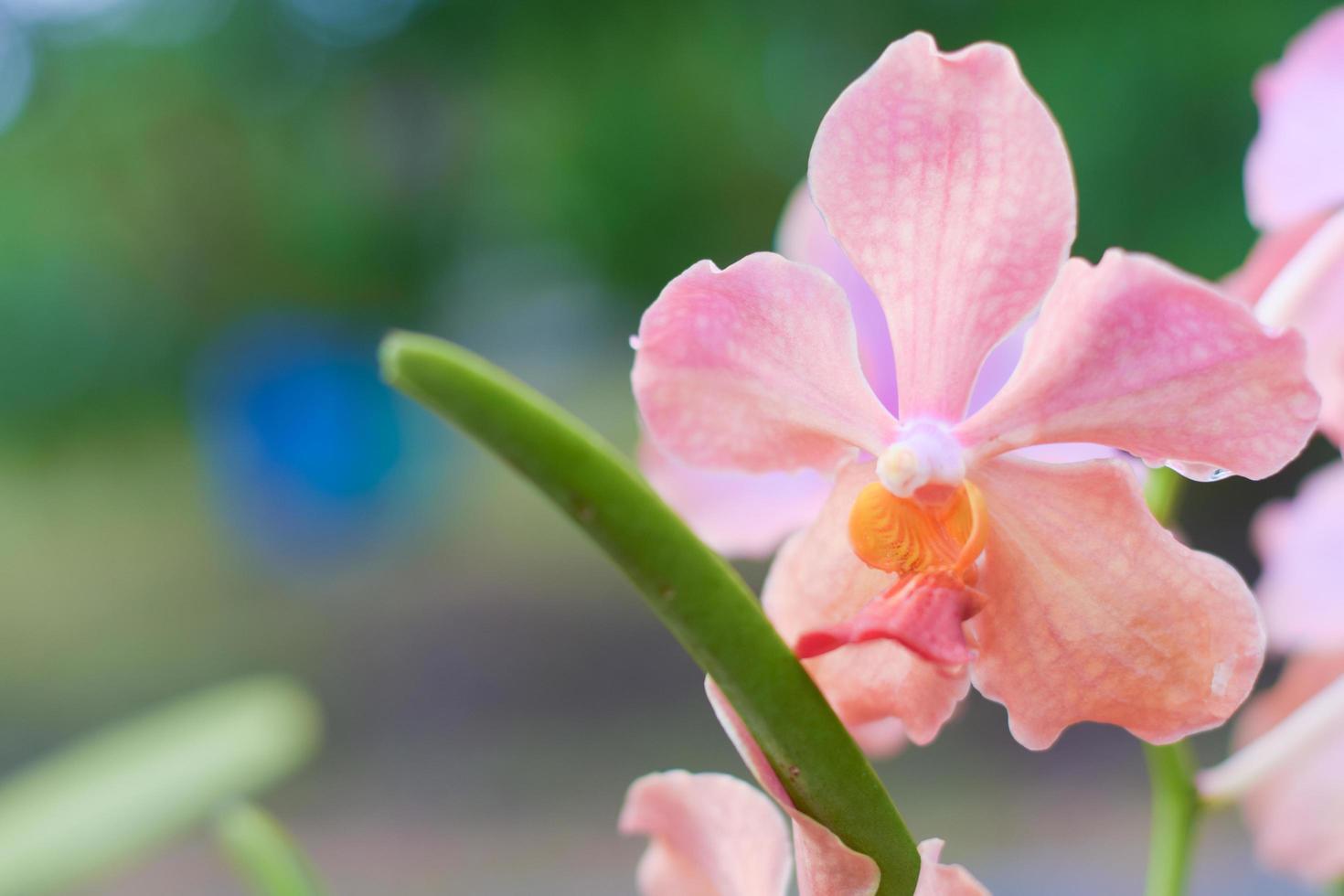 fresh beautiful pink orchid flower photo