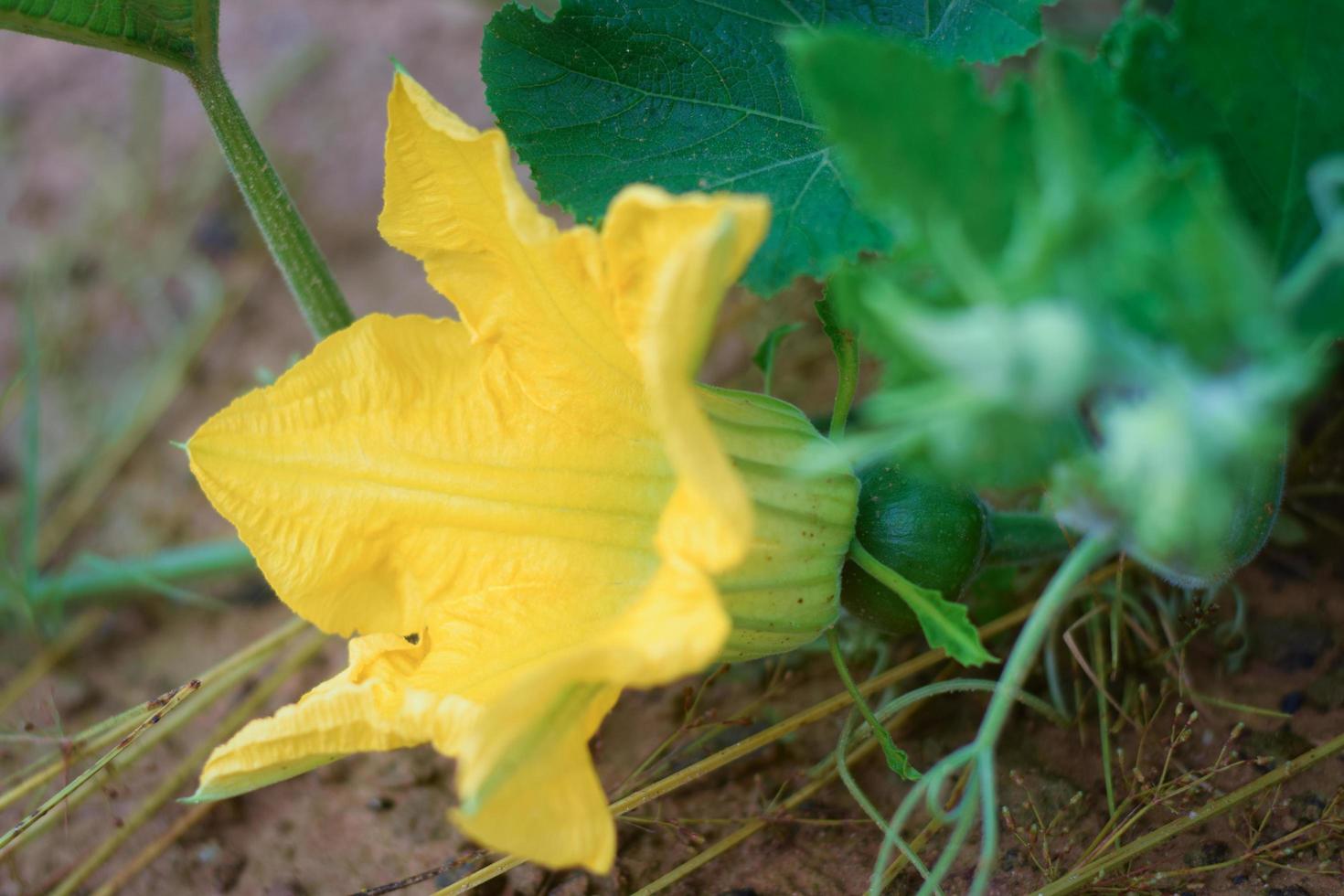 concepto de agricultura de calabaza y flor de calabaza foto