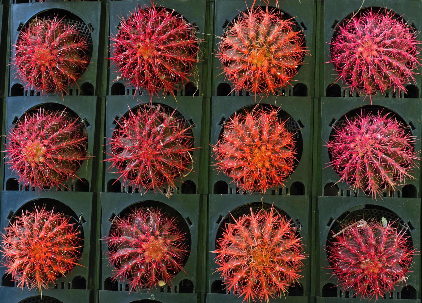 colorful of cactus photo