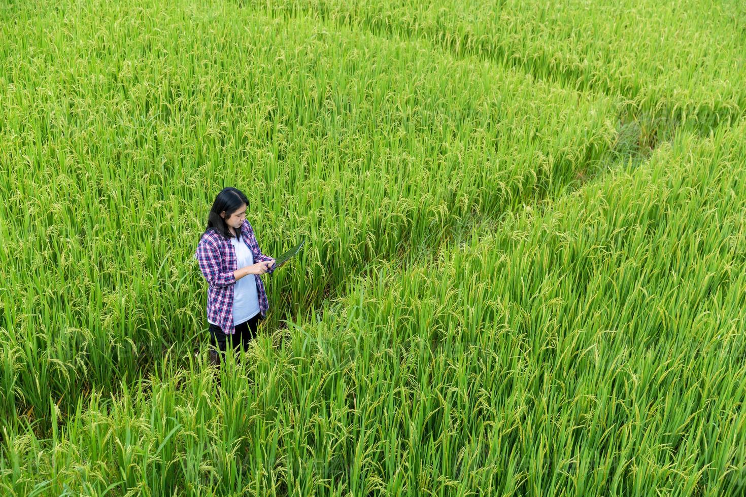 Smart Farming with Internet of Things, IoT concept. Agriculture and modern technology are used to manage crops. Analysis of insights such as weather, soil conditions and environmental. crop rice field photo
