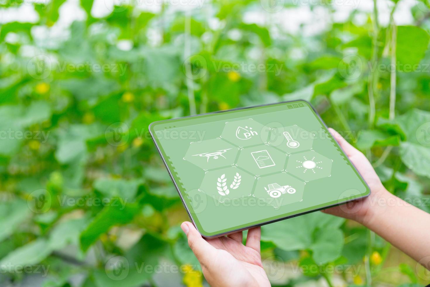 Internet of Things, IoT with Farming Smart concept. Agriculture and modern technology are used to manage crops. controlling the production to be effective to solve productive problems. business melon. photo