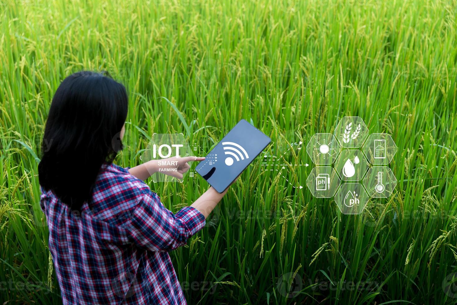Smart Farming with Internet of Things, IoT concept. Agriculture and modern technology are used to manage crops. Analysis of insights such as weather, soil conditions and environmental. crop rice field photo