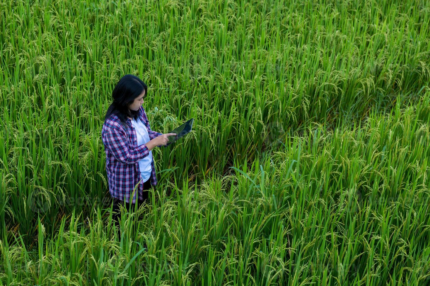 Smart Farming with Internet of Things, IoT concept. Agriculture and modern technology are used to manage crops. Analysis of insights such as weather, soil conditions and environmental. crop rice field photo