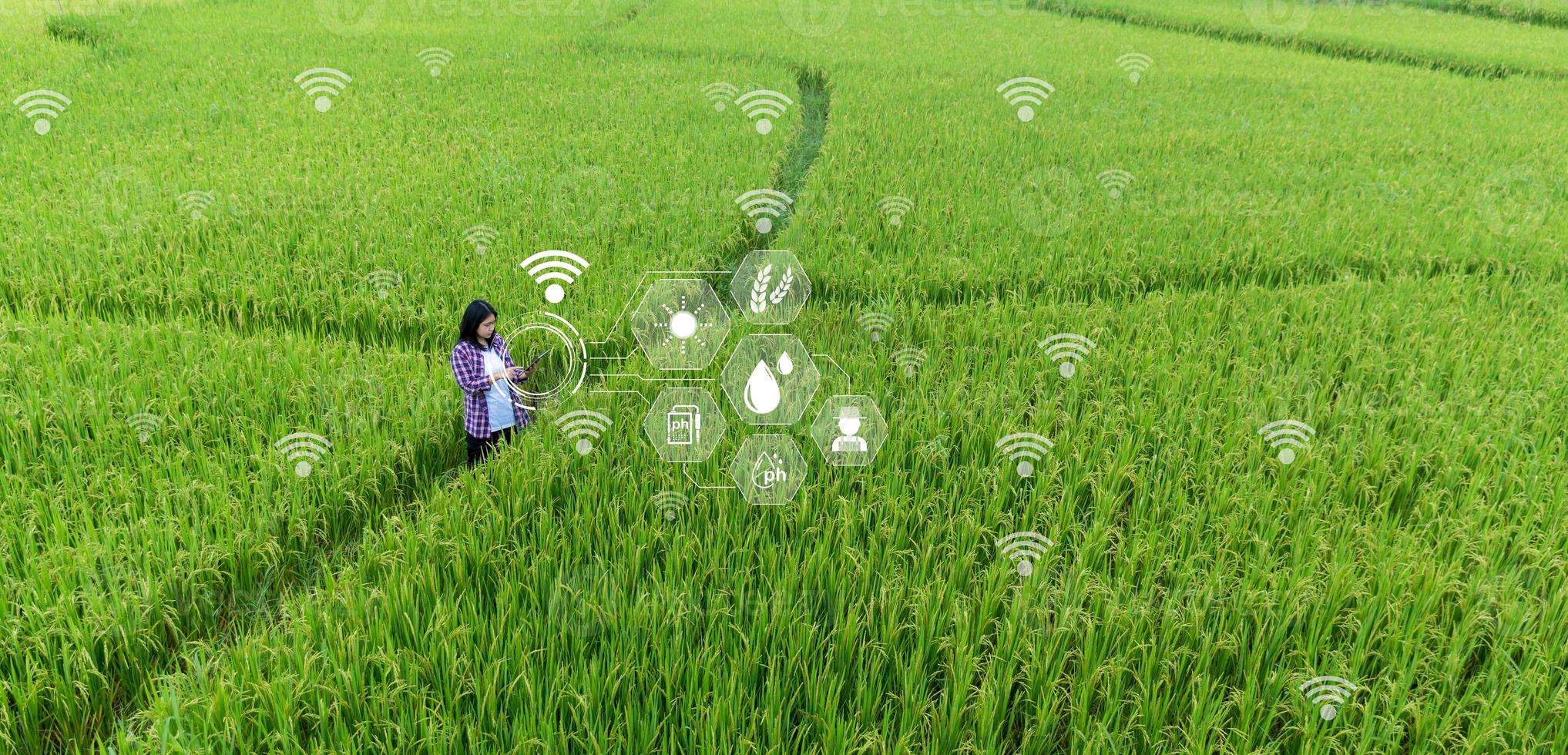 Smart Farming with Internet of Things, IoT concept. Agriculture and modern technology are used to manage crops. Analysis of insights such as weather, soil conditions and environmental. crop rice field photo