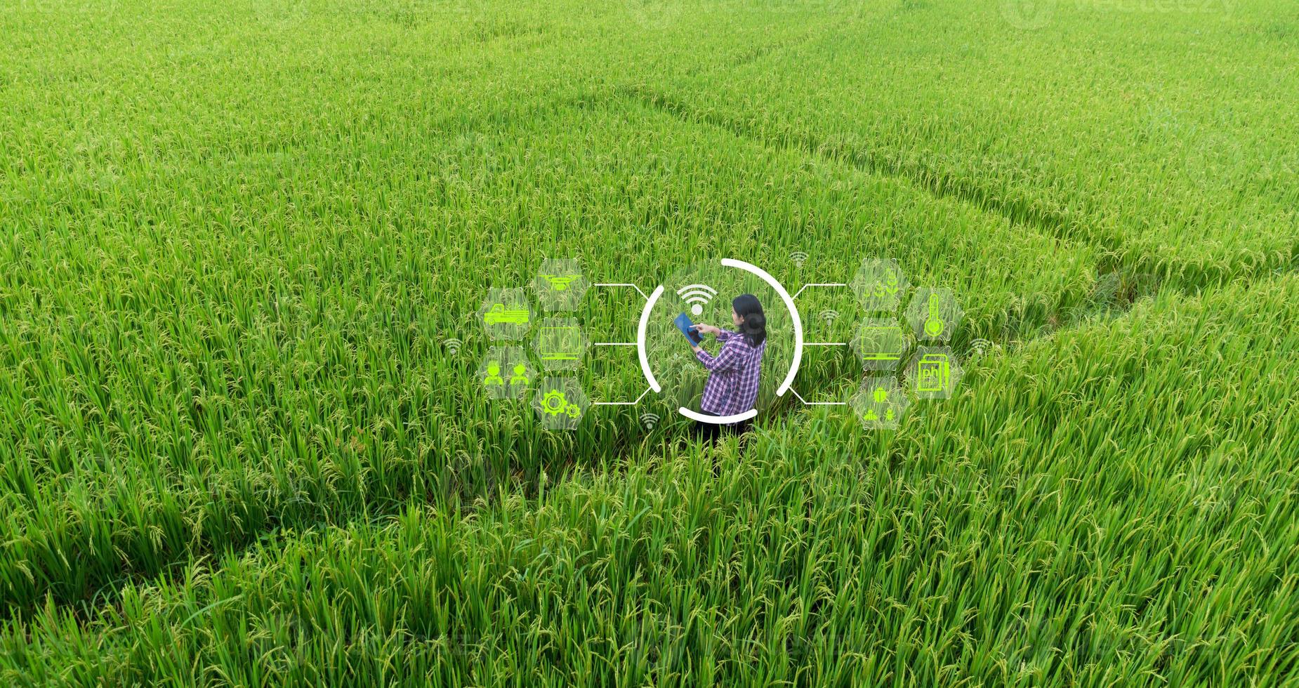 Smart Farming with Internet of Things, IoT concept. Agriculture and modern technology are used to manage crops. Analysis of insights such as weather, soil conditions and environmental. crop rice field photo