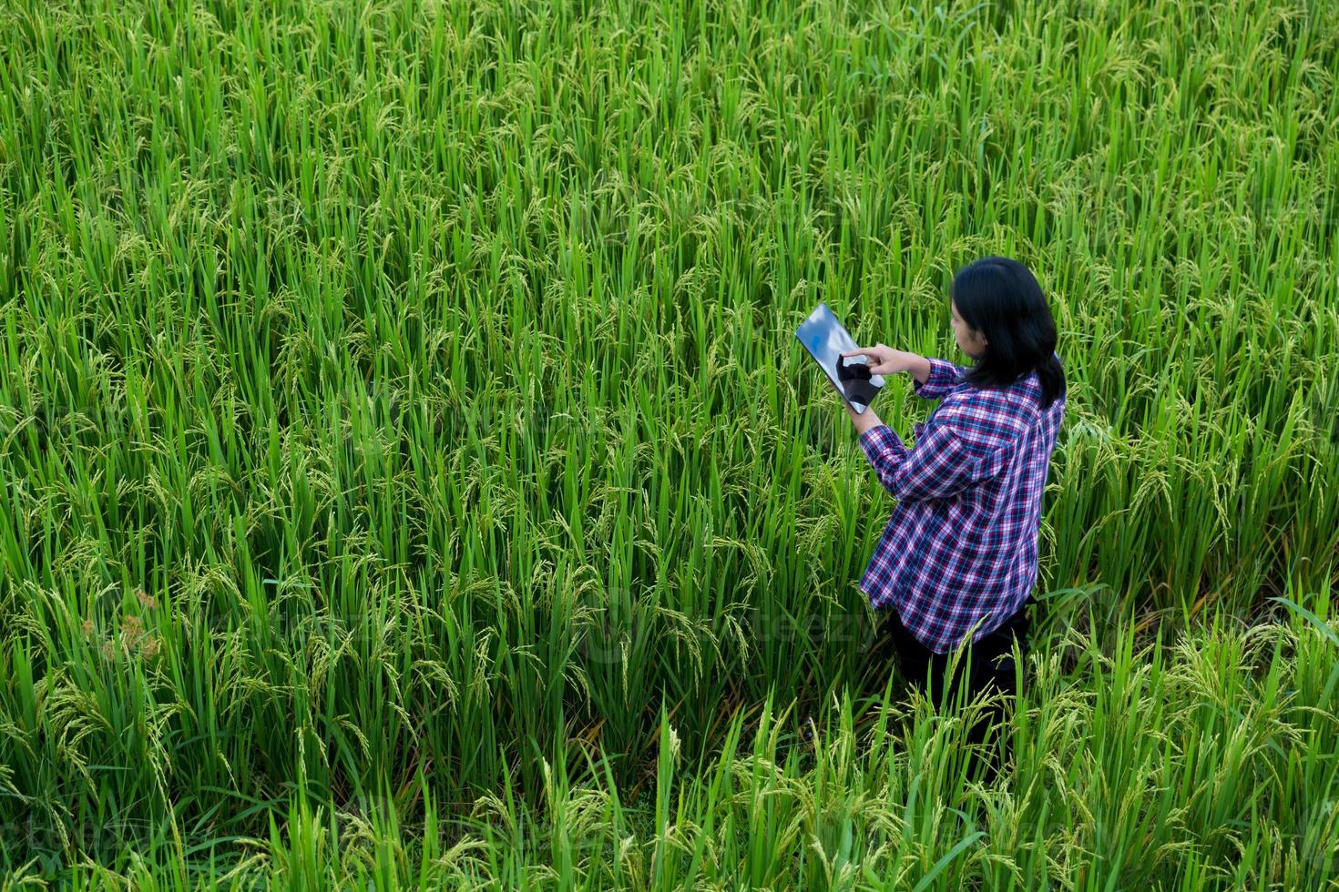 Smart Farming with Internet of Things, IoT concept. Agriculture and modern technology are used to manage crops. Analysis of insights such as weather, soil conditions and environmental. crop rice field photo