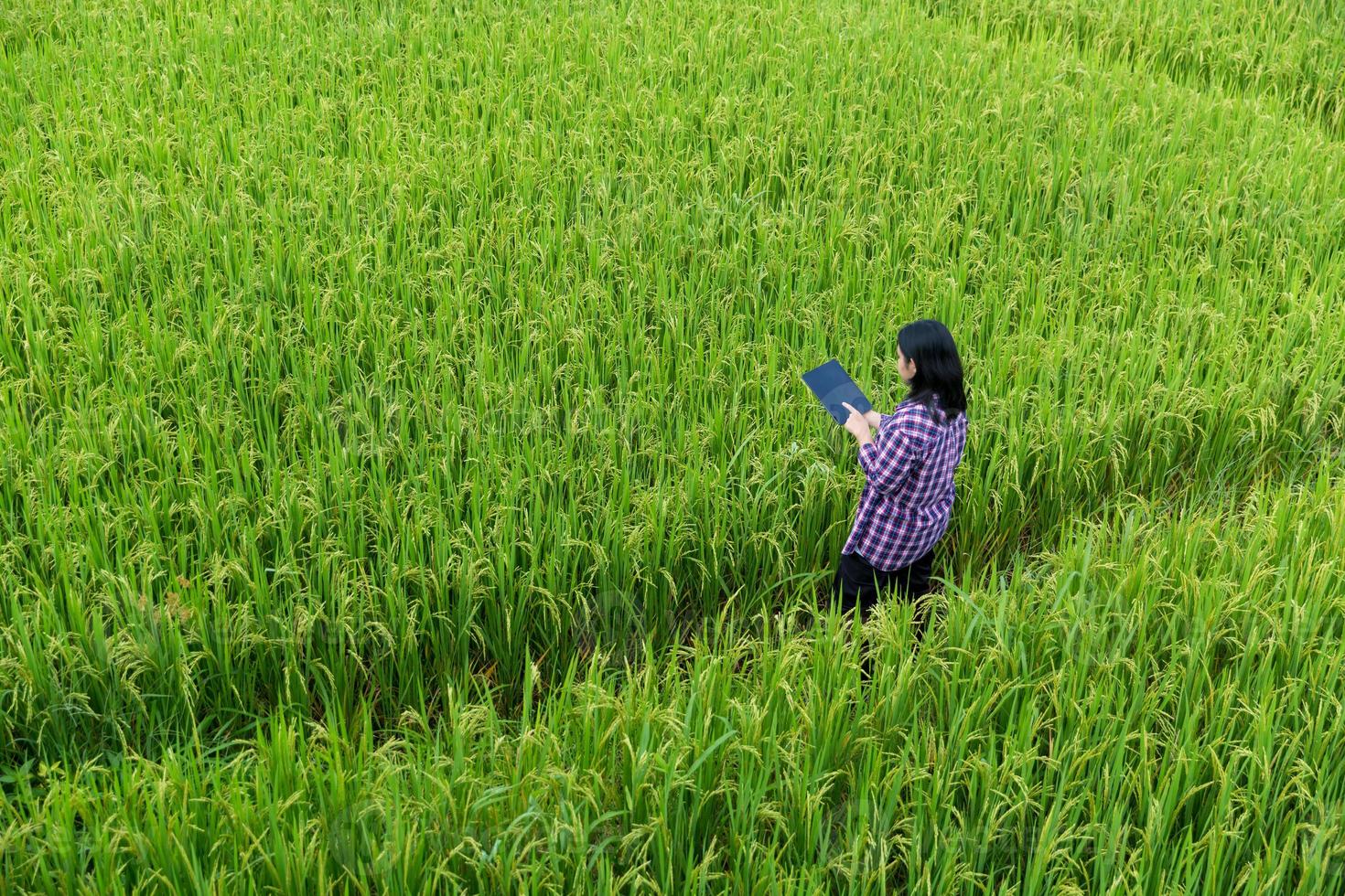 Smart Farming with Internet of Things, IoT concept. Agriculture and modern technology are used to manage crops. Analysis of insights such as weather, soil conditions and environmental. crop rice field photo