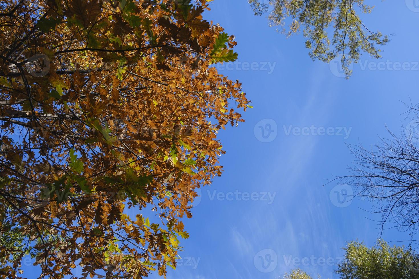 multicolored leaves falling from trees against the background of a bottomless blue sky in golden autumn photo