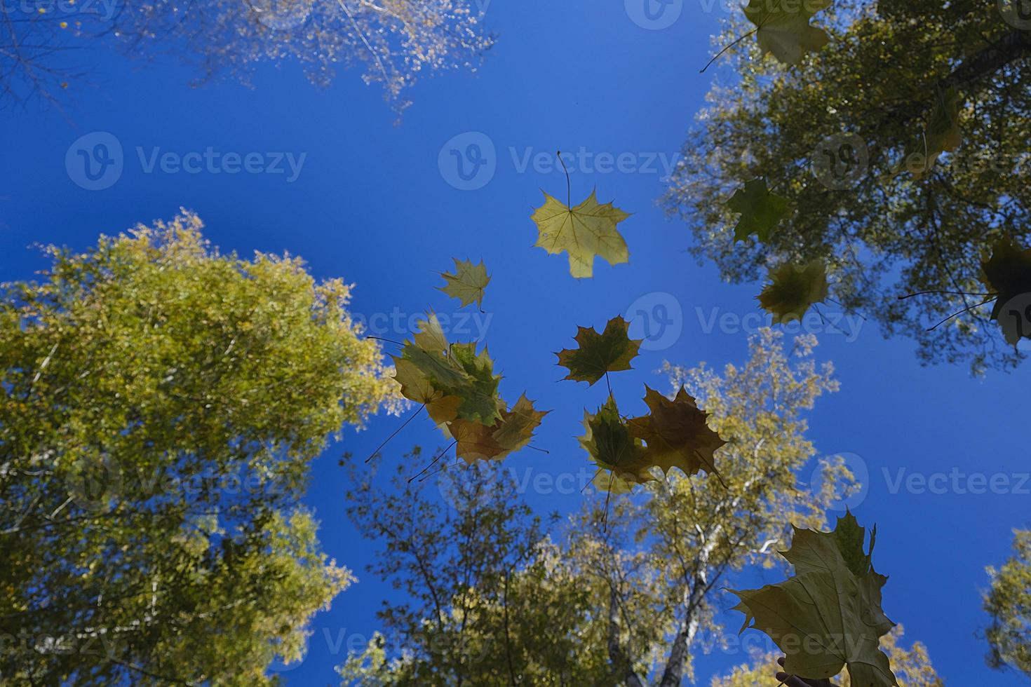 multicolored leaves falling from trees against the background of a bottomless blue sky in golden autumn photo