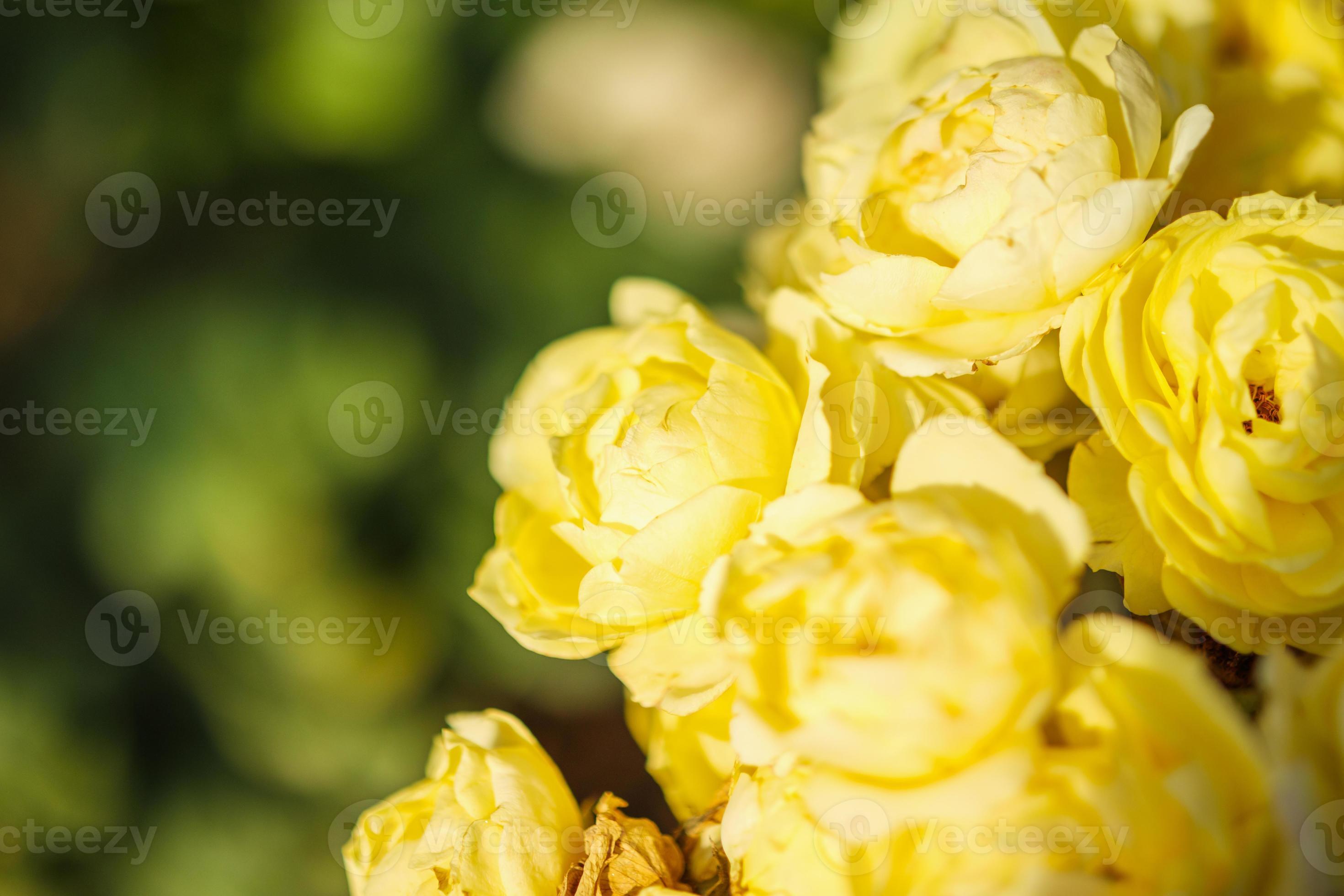 Beautiful yellow roses flower in the garden 12828922 Stock Photo at
