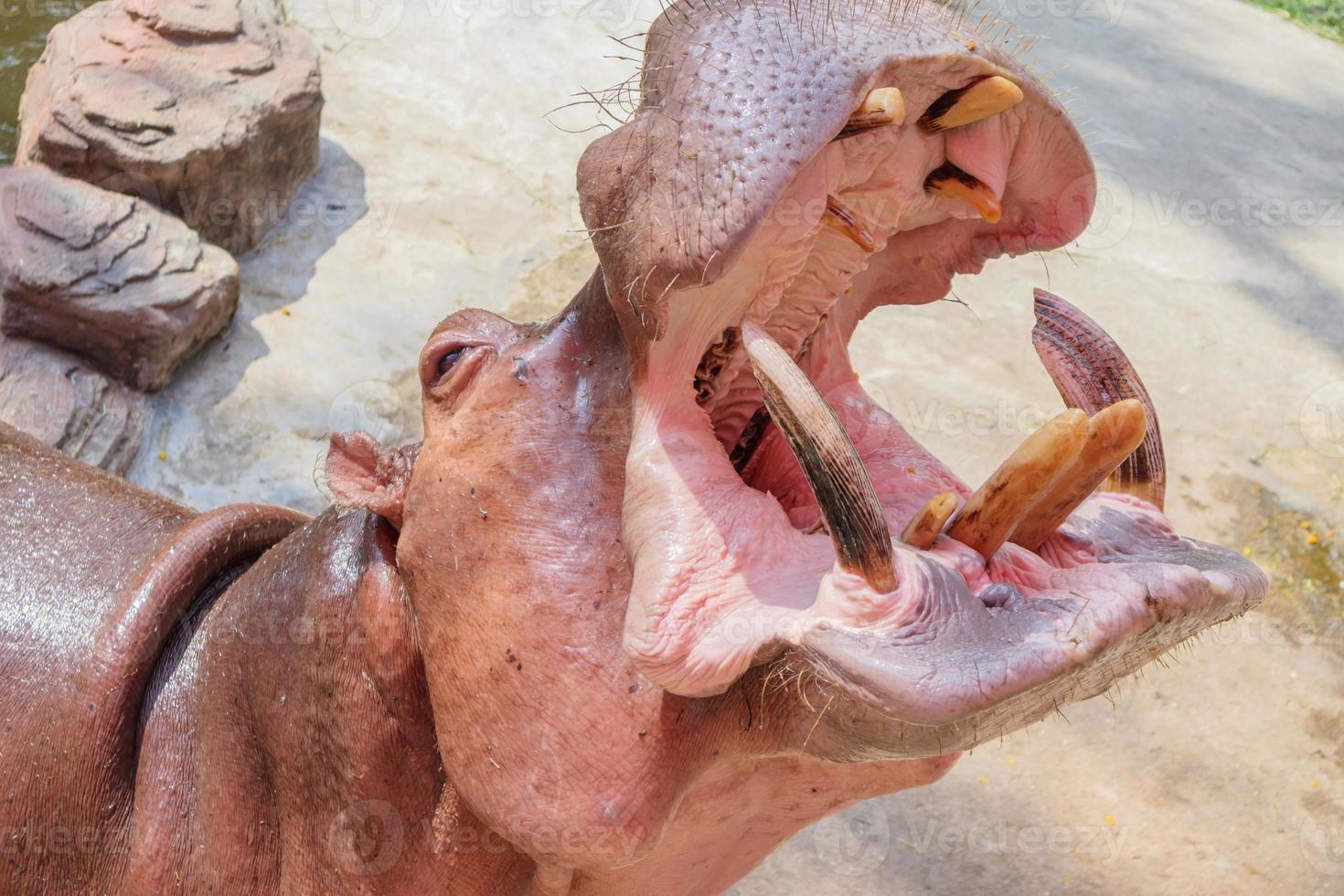 common hippopotamus Hippopotamus amphibius close up photo