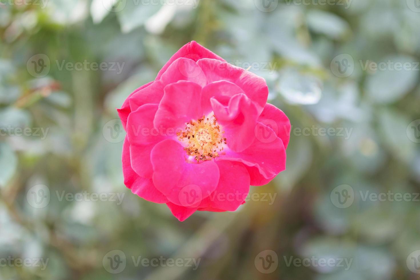 Beautiful red roses flower in the garden photo