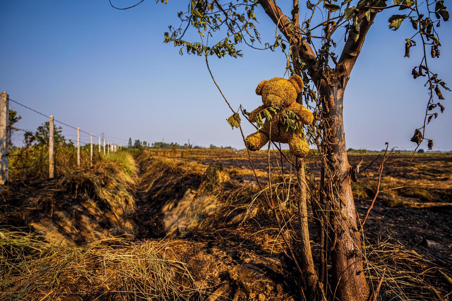 oso de peluche colgando de la combustión de un árbol en llamas en un campo amplio, incendios forestales resultantes, las consecuencias del envenenamiento por pm2.5, incendios forestales en el interior de Tailandia, árboles quemados sufridos y suela negra. foto