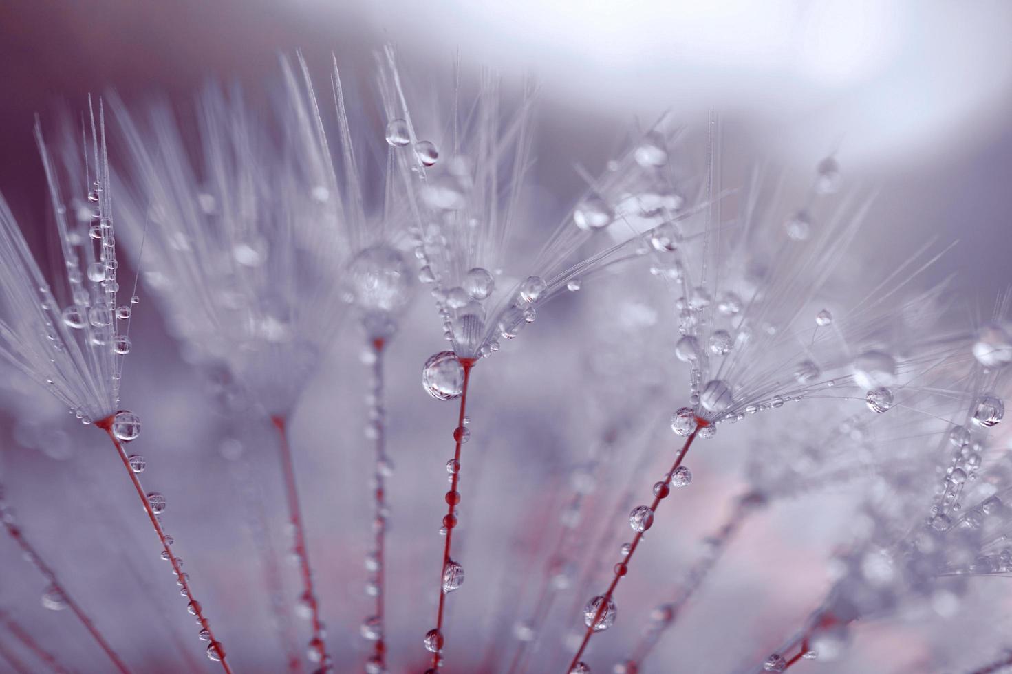 raindrops on the dandelion flower in rainy days in springtime photo