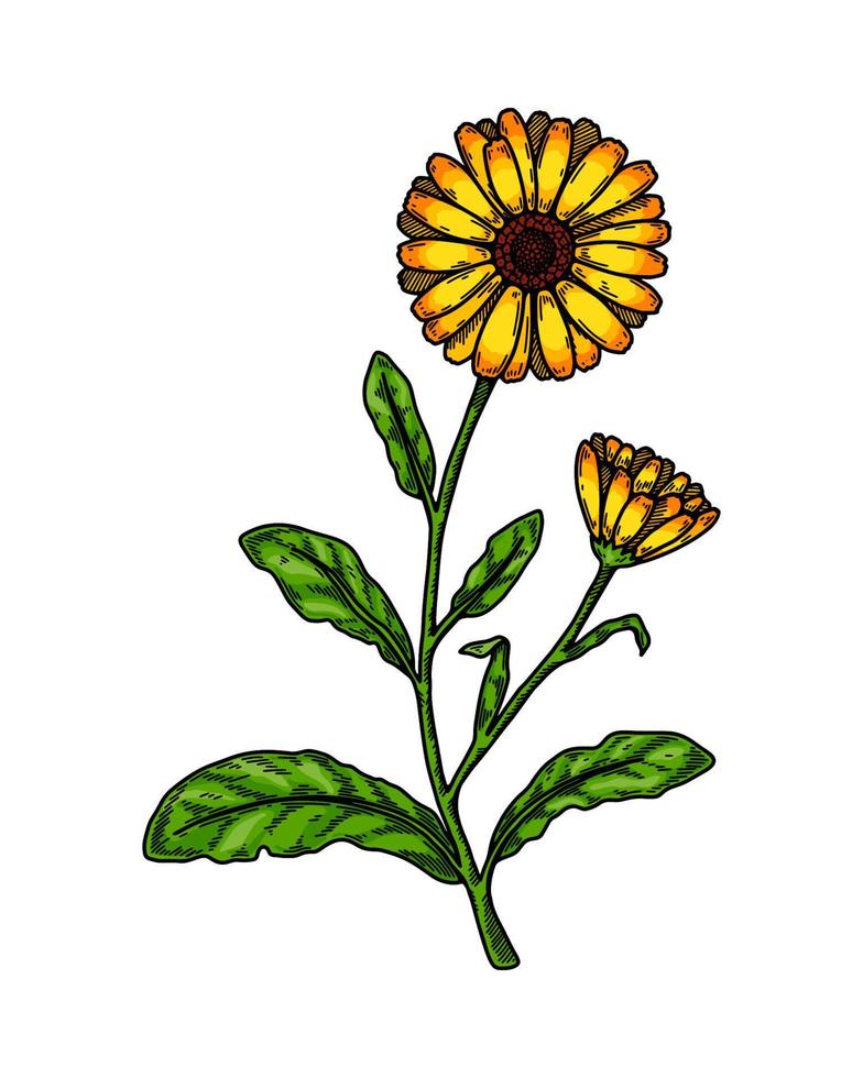 Hand drawn calendula flowering plant isolated on white background. Vector illustration in colored sketch style. Botanical design element