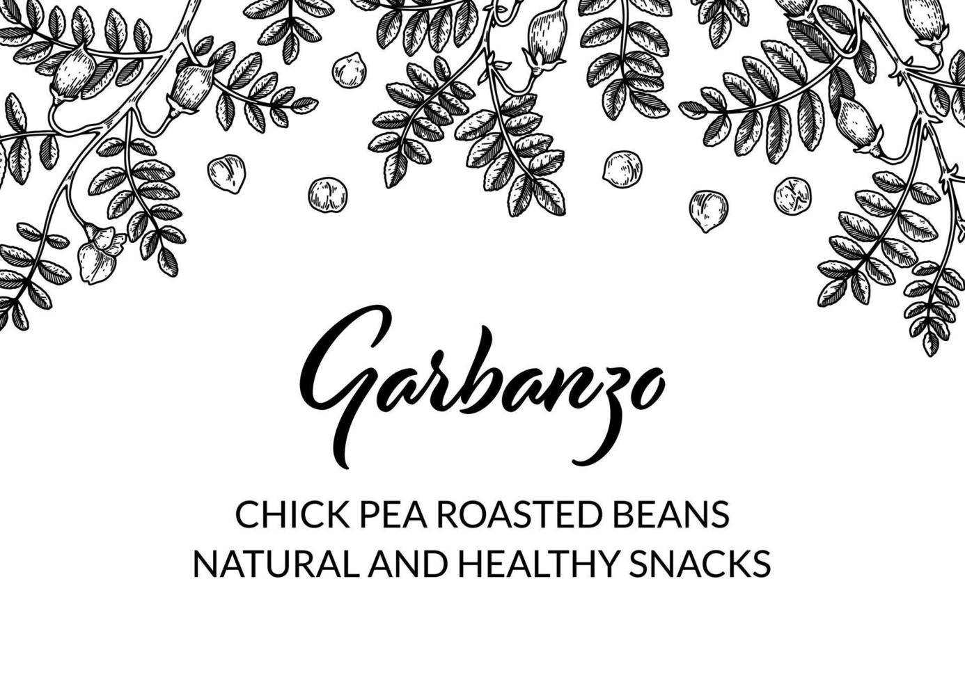 Hand drawn chickpeas botany background. Vector illustration in sketch style. Packaging design