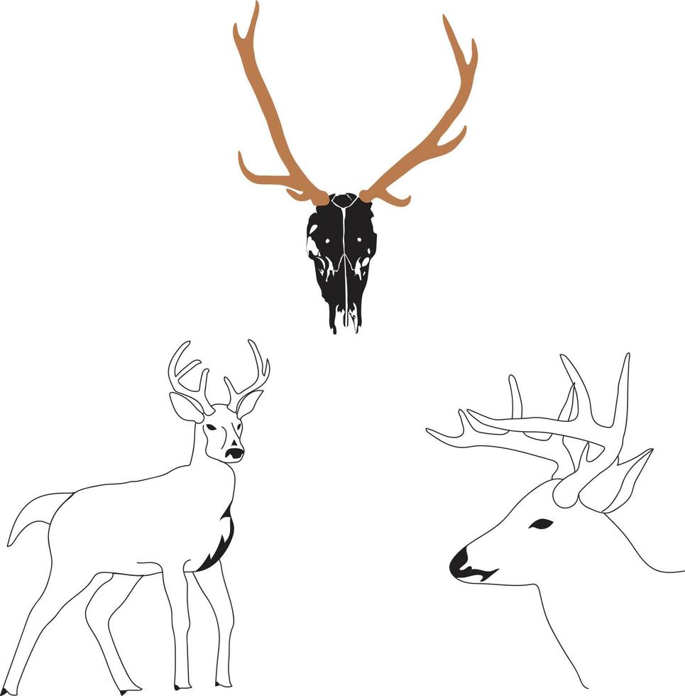 Deer vector illustration