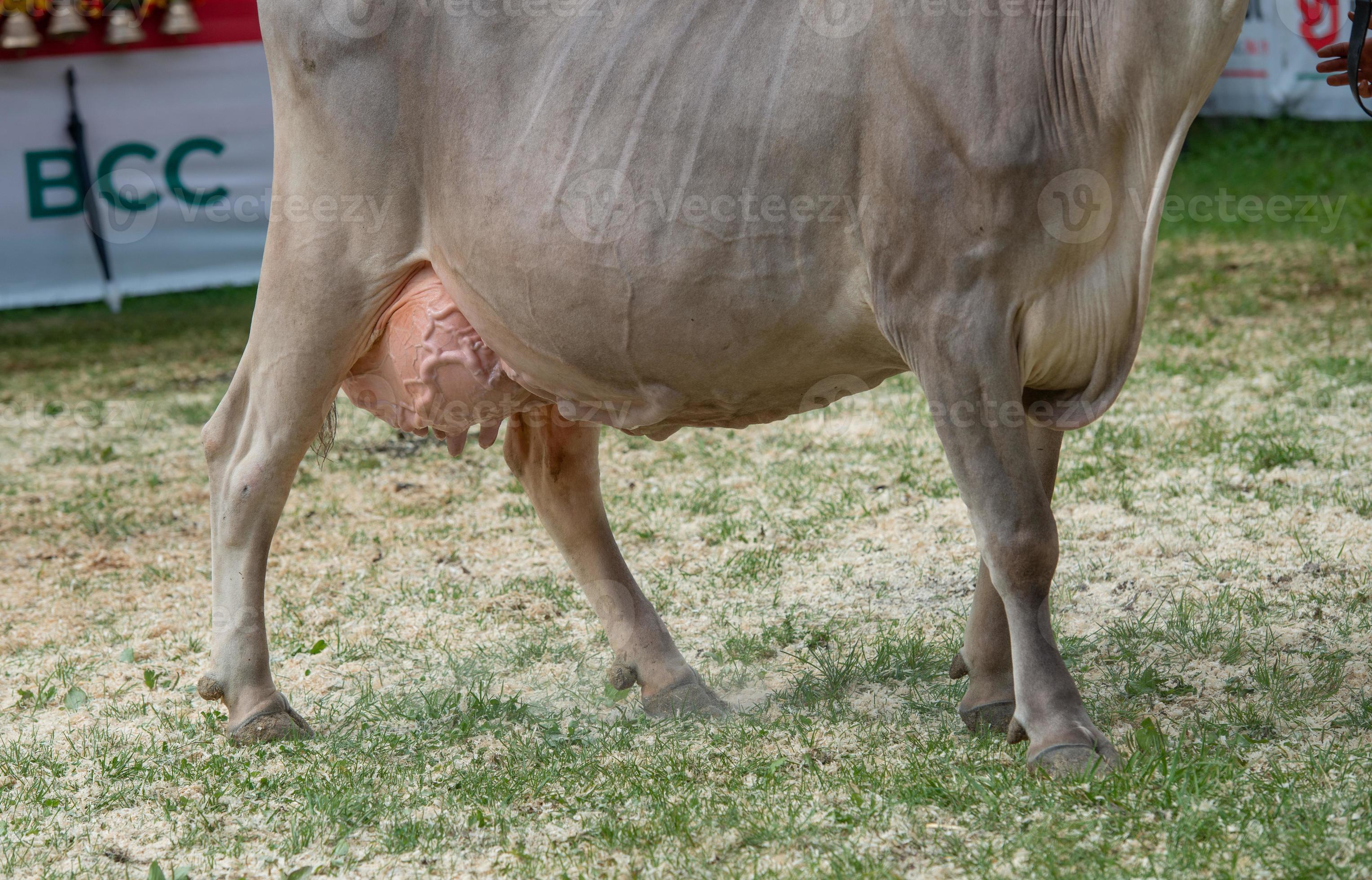 livestock-fair-the-largest-cattle-show-in-the-bergamo-valleys-12830370