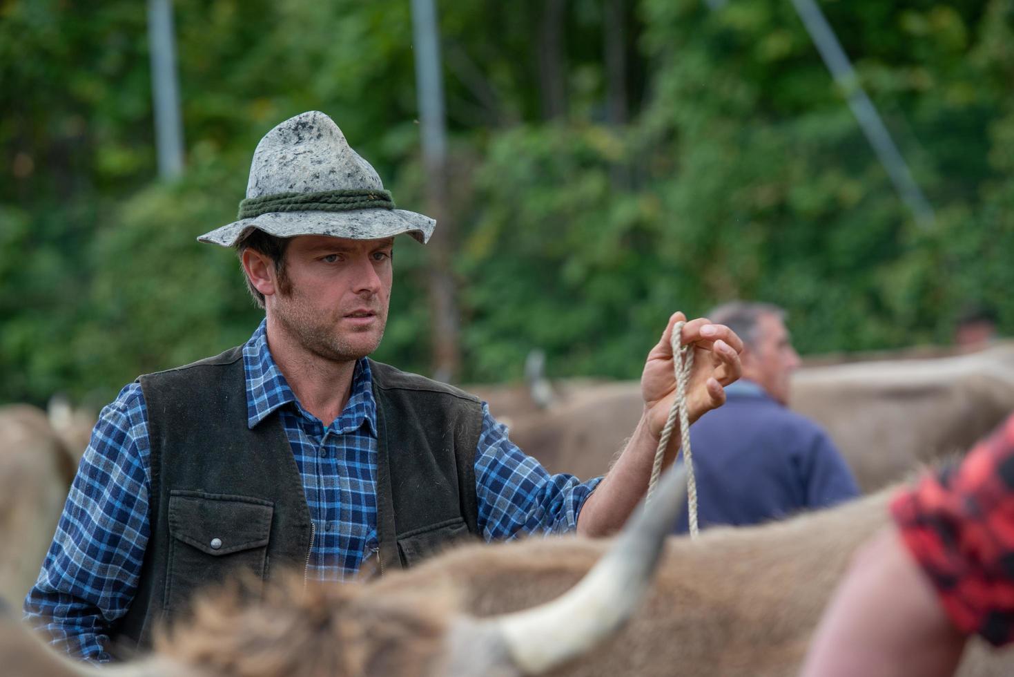 Bergamo italy 2022 Livestock Fair, the largest cattle show in the Bergamo valleys photo