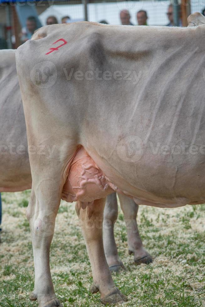 feria de ganado, la feria de ganado más grande de los valles de Bérgamo foto