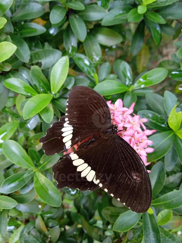 Photo butterfly on tree