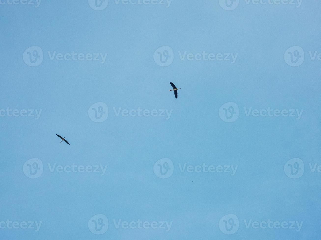 birds flying in the blue sky photo