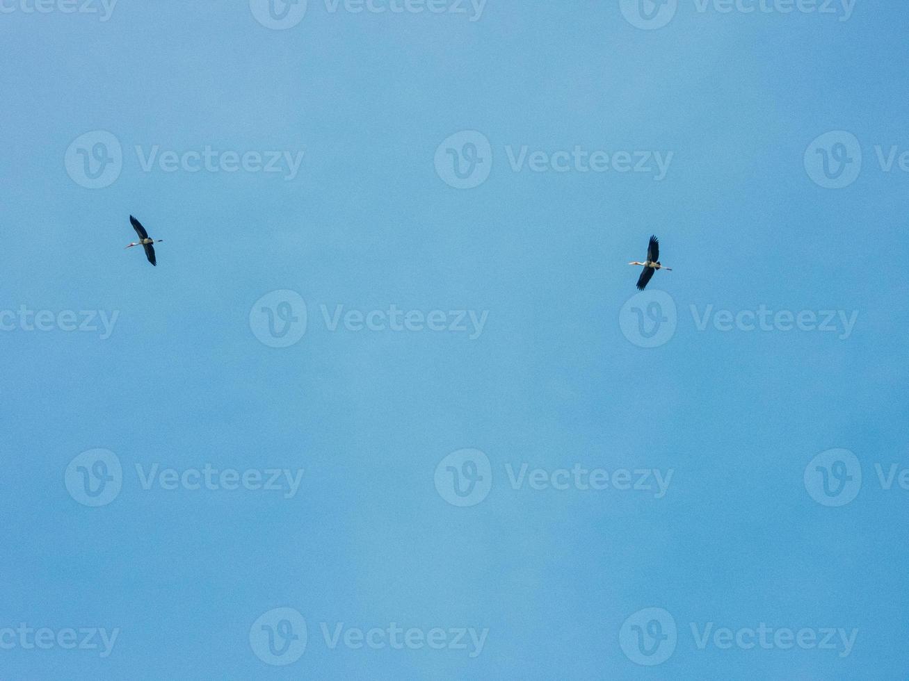 birds flying in the blue sky photo