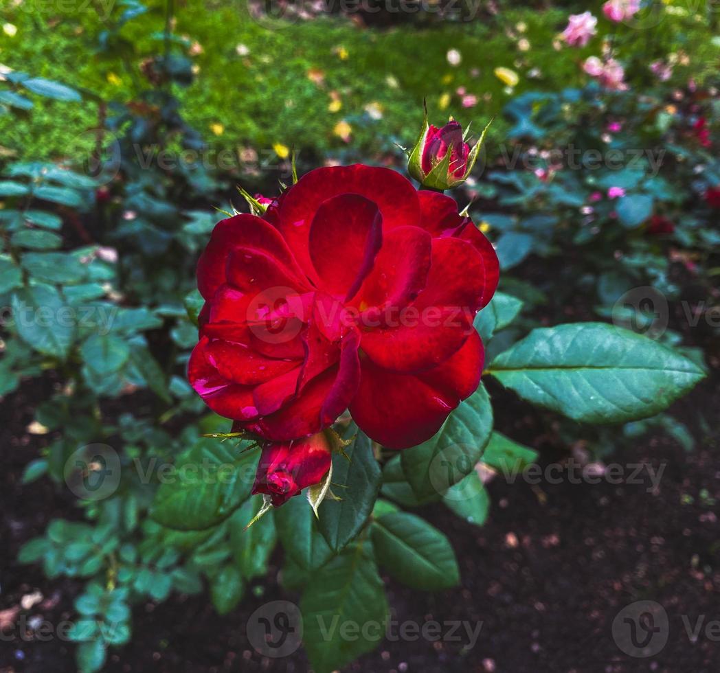 Roses in the garden. photo