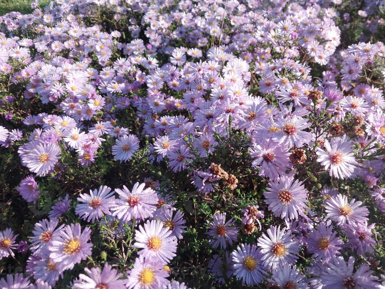 Bloomed purple flowers in the autumn garden photo