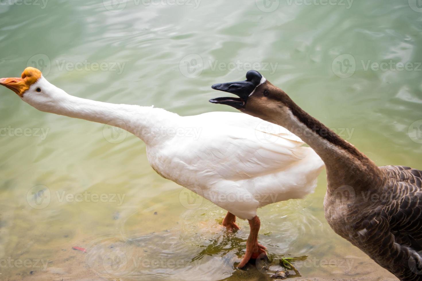 White goose and Brown goose in lake photo