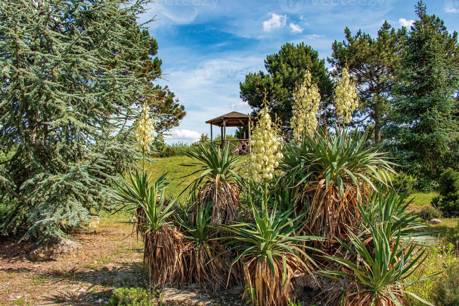 la yuca es una palmera filiforme y floreciente con muchas flores blancas. flores de eslovaquia, nitra. foto