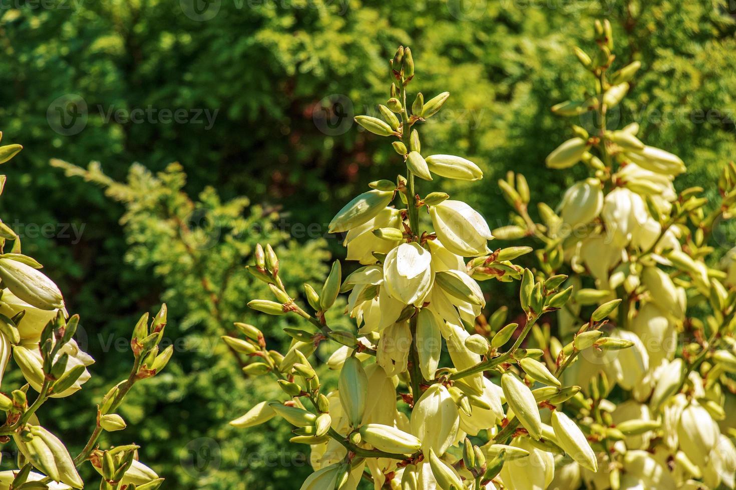 la yuca es una palmera filiforme y floreciente con muchas flores blancas en el jardín botánico de dnepropetrovsk. foto
