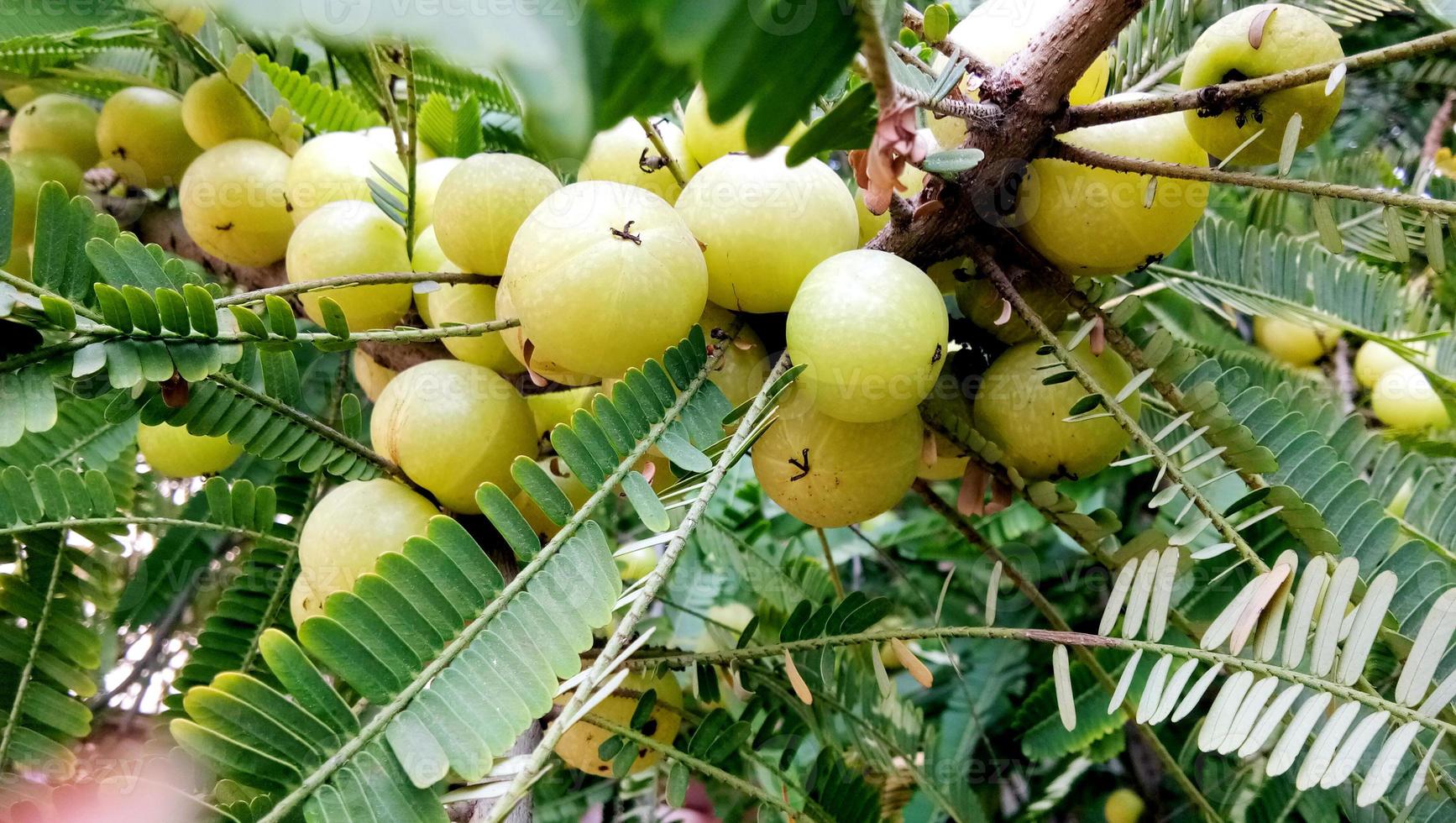 Closup of Indian Gooseberries or Amla fruit on tree with green leaf photo