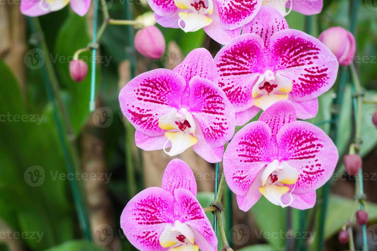 hermosa flor de orquídea phalaenopsis que florece en el fondo floral del jardín foto