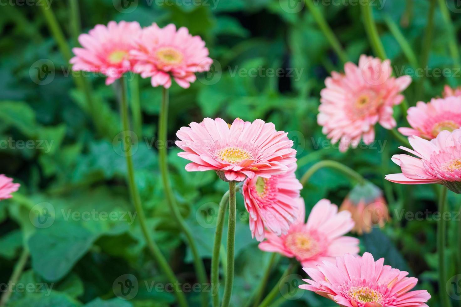 Pink gerbera flowers in the garden photo
