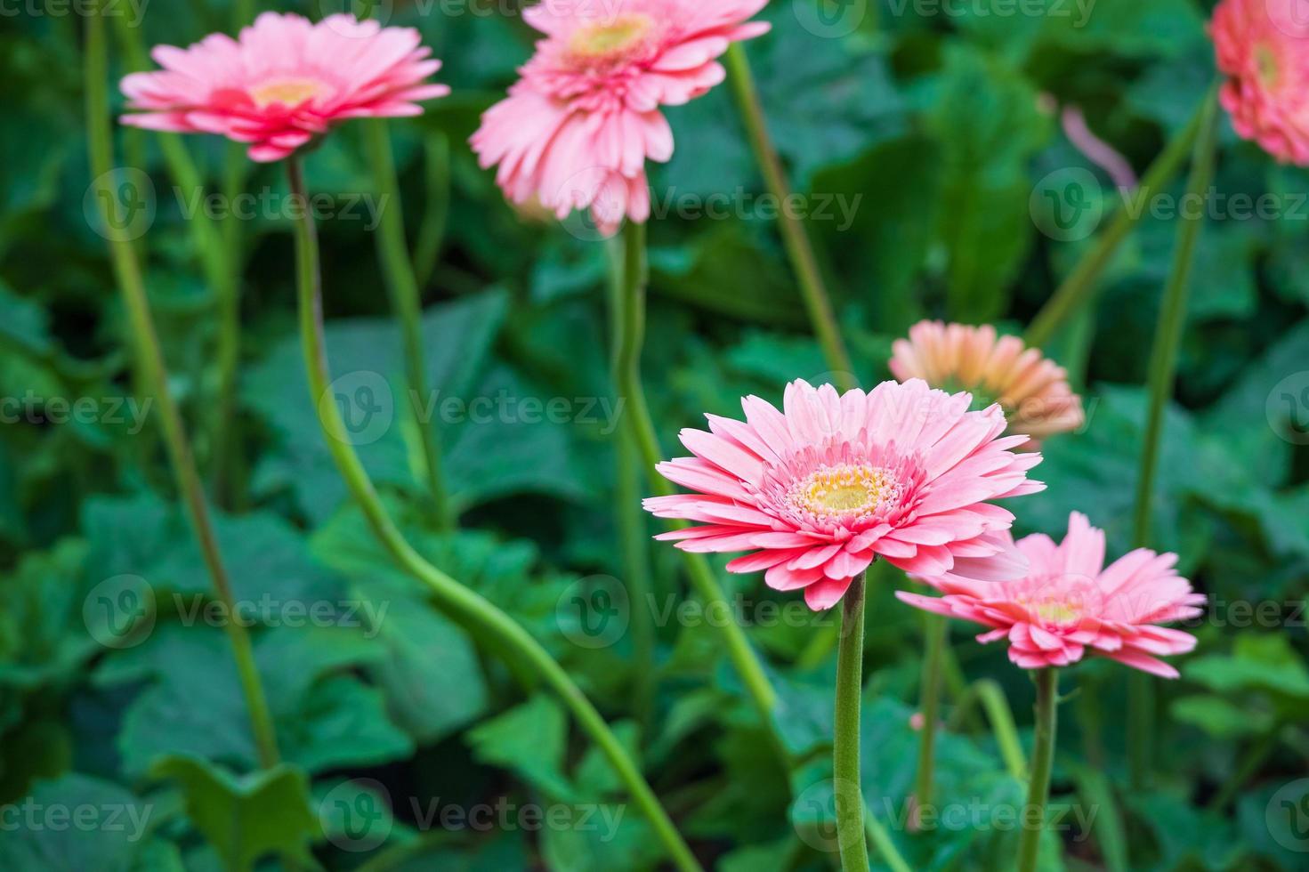 Pink gerbera flowers in the garden photo