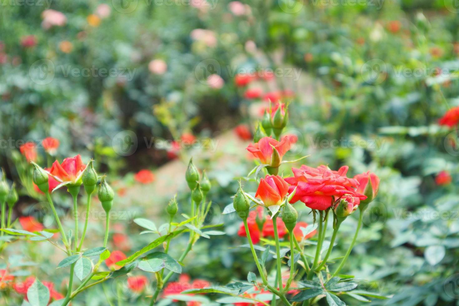 hermosas rosas rojas en el jardín de flores 12832214 Foto de stock en  Vecteezy