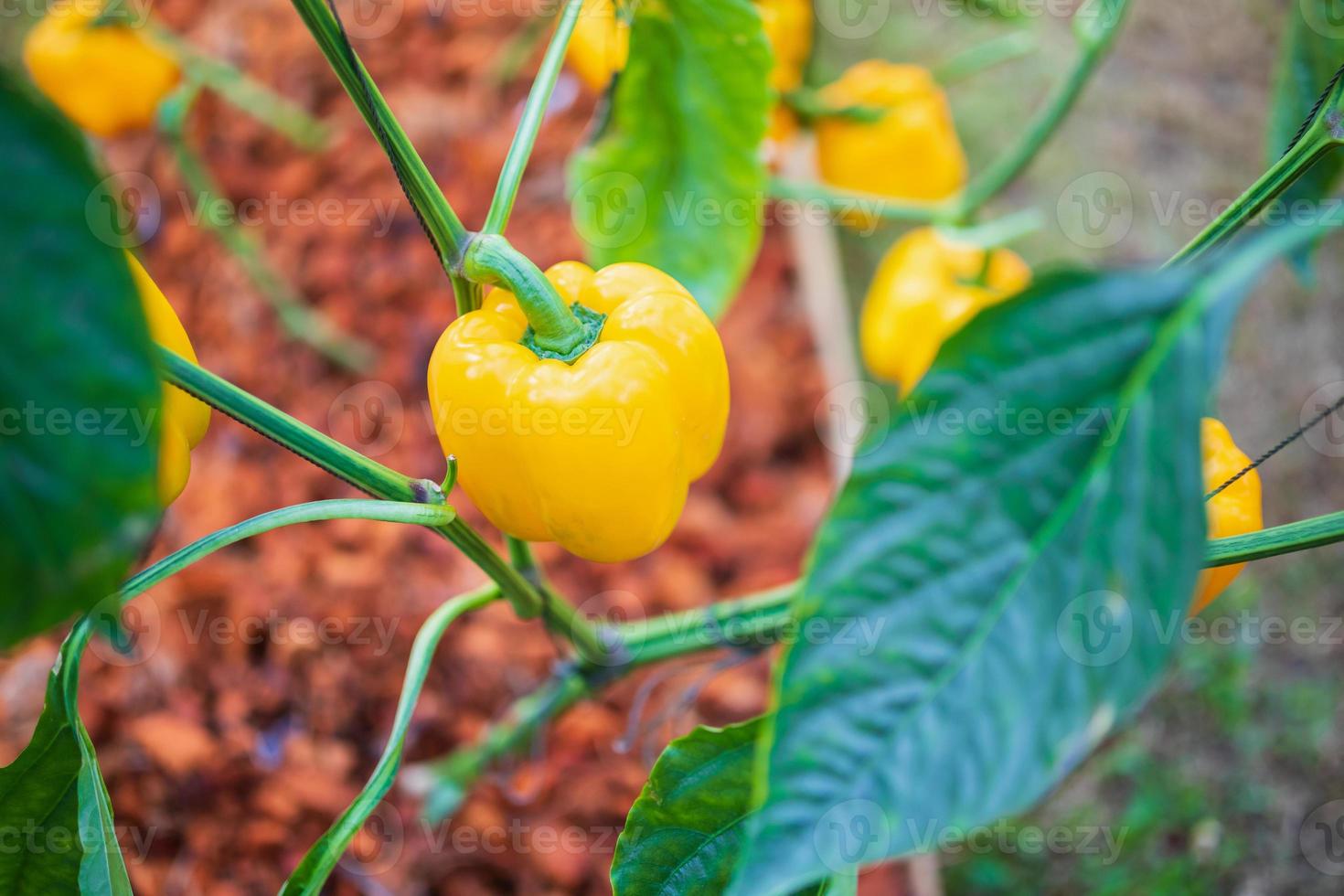 Yellow bell pepper plant growing in organic garden photo