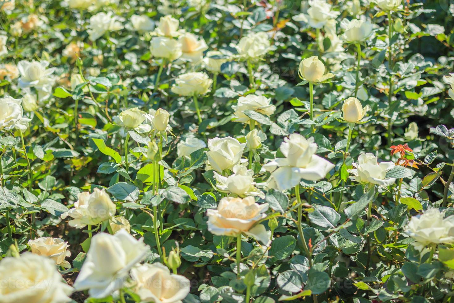 Beautiful white roses flower in the garden 12832349 Stock Photo at Vecteezy