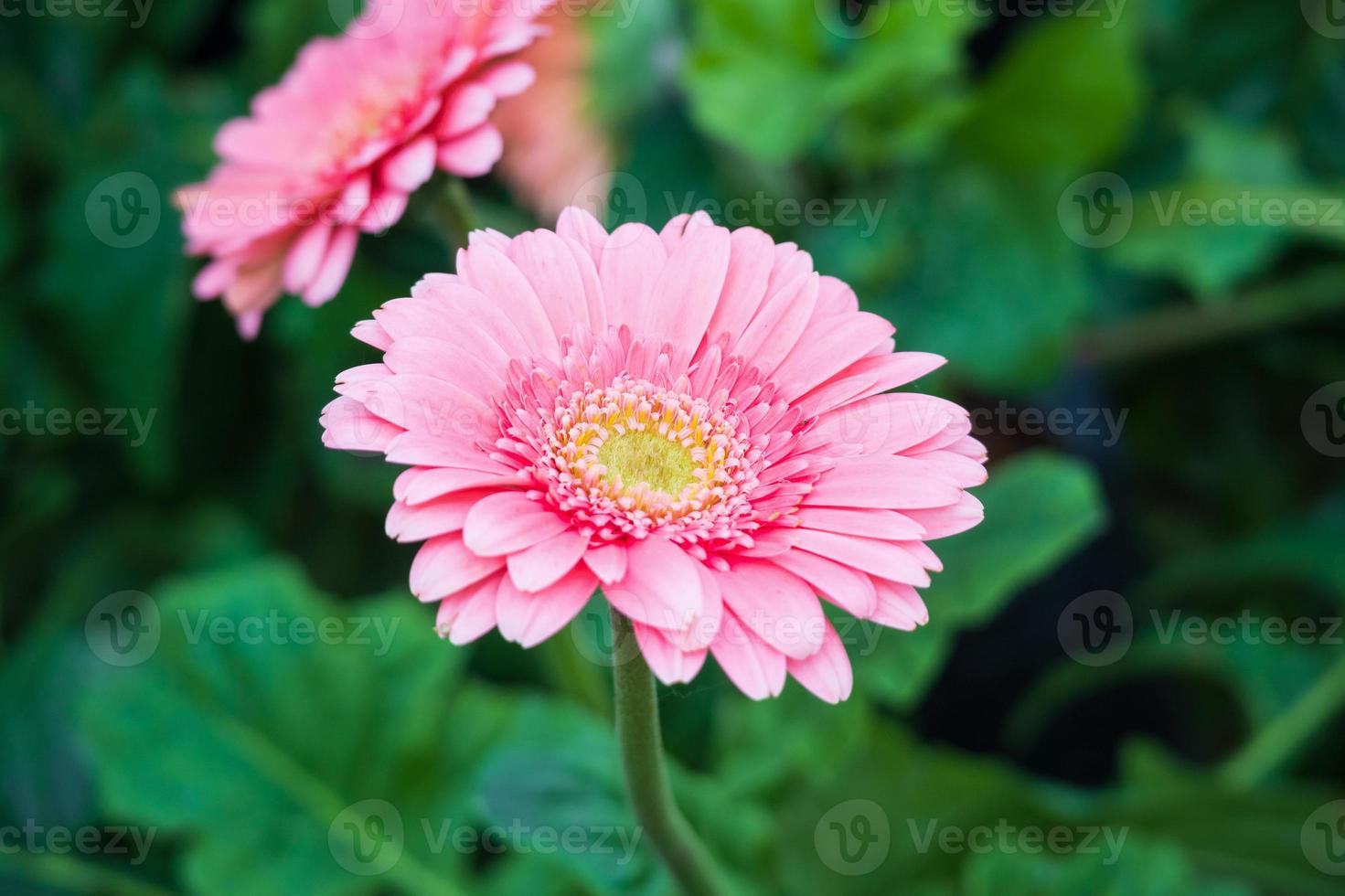 Pink gerbera flowers in the garden photo
