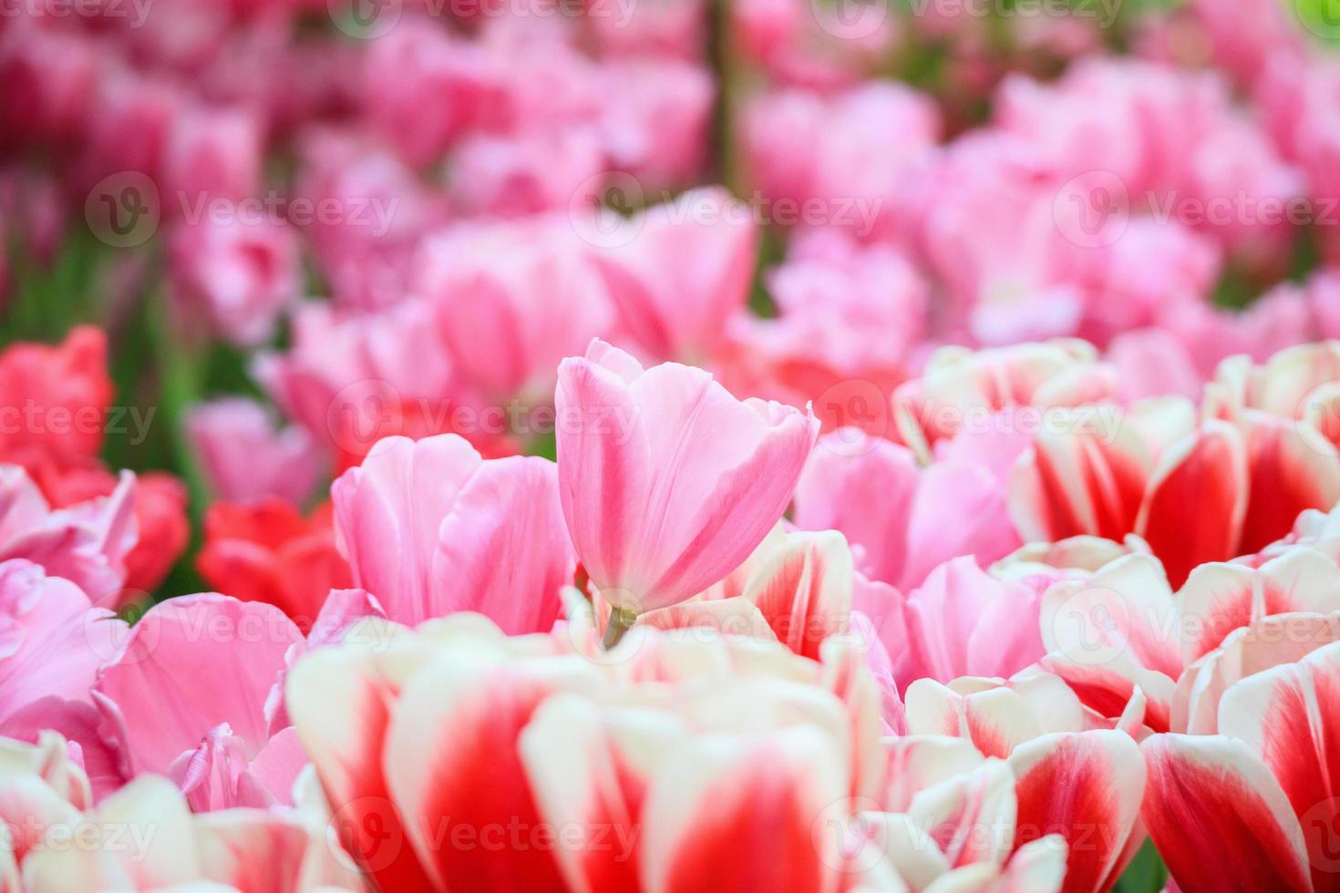 flor de tulipanes de colores frescos florecen en el jardín foto