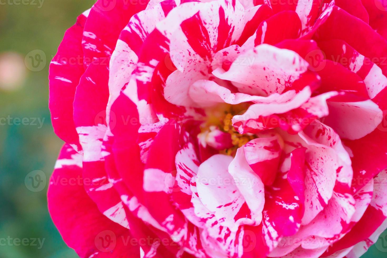 hermosa flor de rosas rojas en el jardín foto